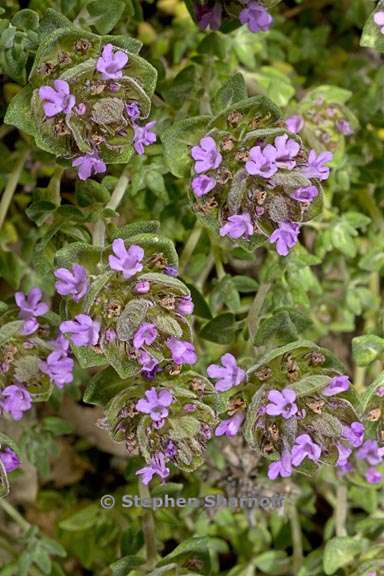 thymus camphoratus 5 graphic